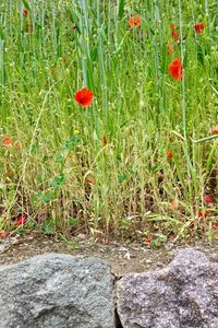 Close-up of poppy flowers growing in field