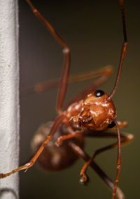 Close-up of spider