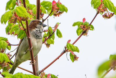 Low angle view of bird perching on branch