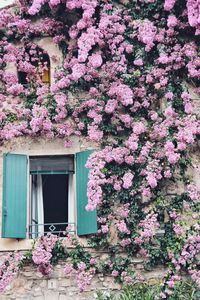 Pink flowering plants covered with building