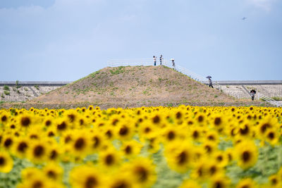 Scenic view of sunflower field against sky