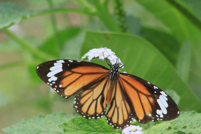 Butterfly on flower