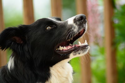 Close-up of dog