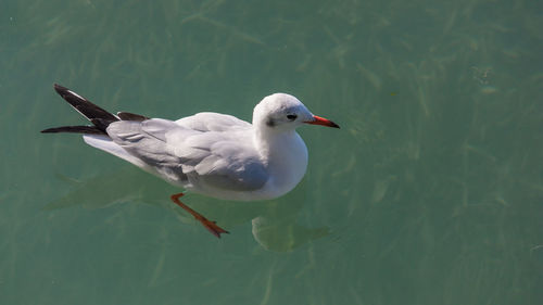 High angle view of seagull swimming in lake