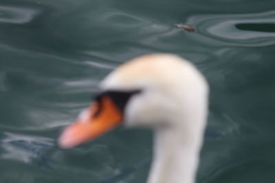 Close-up of swan swimming in lake