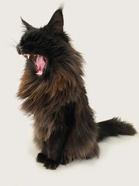 Cat yawning