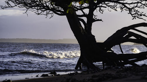 Driftwood on beach against sky