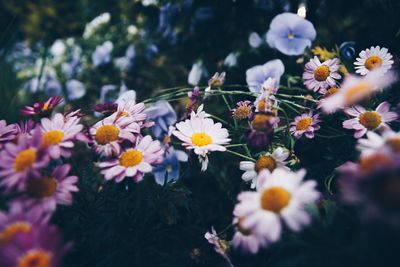 Close-up of flowers blooming outdoors