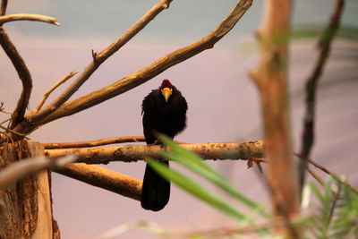 Low angle view of bird perching on branch