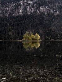 Scenic view of lake in forest