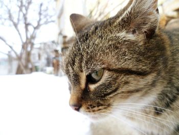 Close-up of cat looking away