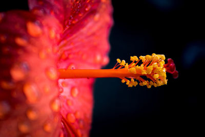 Close-up of red hibiscus blooming against black background