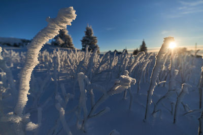 Close-up of frozen plants against sky during winter