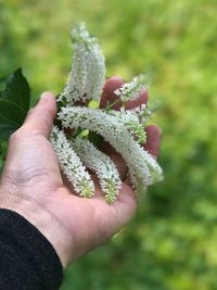 Close-up of hand holding leaf