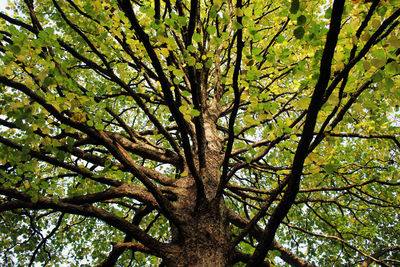 Low angle view of tree