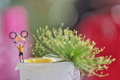 Close-up of potted plant