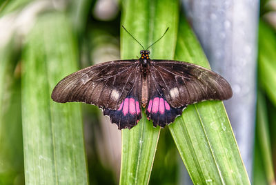 Close-up of butterfly pollinating on purple flower