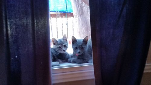 Portrait of cat in window