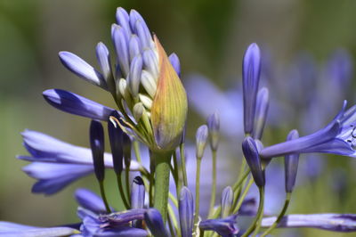 Close-up of purple flowering plant