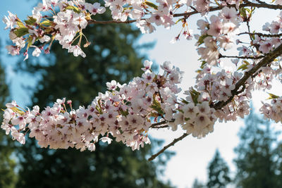 Low angle view of cherry blossoms in spring