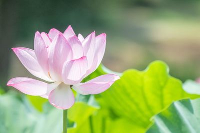 Close-up of purple water lily