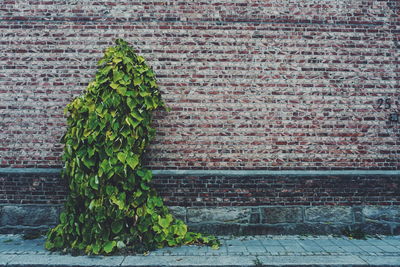 Ivy plant growing against brick wall