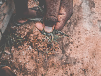 Close-up of hand holding leaf