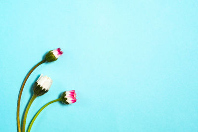 Close-up of pink flower against blue background