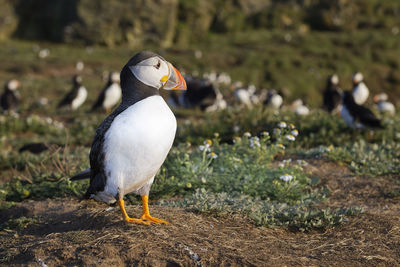 Close-up of puffin perching on field