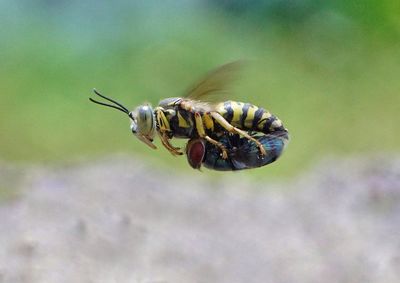 Close-up of bee pollinating