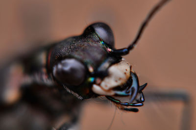 Close-up of insect