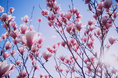 Low angle view of cherry blossoms against sky