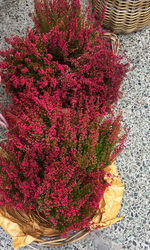 High angle view of pink flowering plant in basket