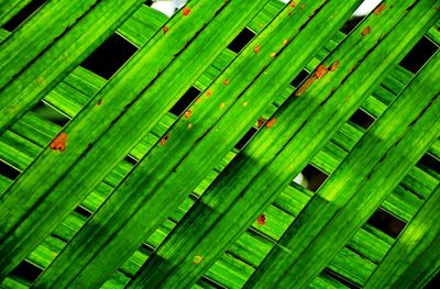 Full frame shot of palm leaves