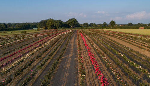 Panoramic view of agricultural field against sky