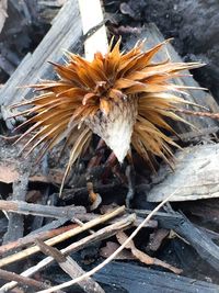 Close-up of tree stump