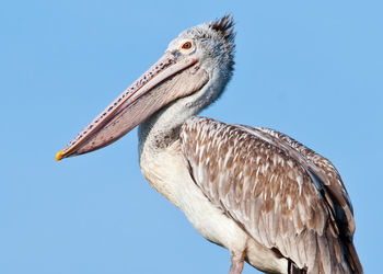 Low angle view of pelican against clear sky