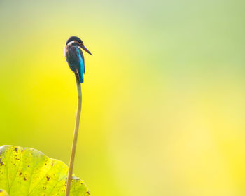 Kingfisher perching on twig