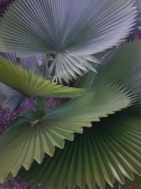 Full frame shot of purple flowering plants