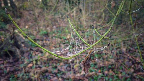 Close-up of spider web on plant