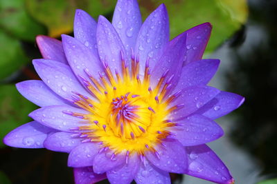 Close-up of wet purple flower