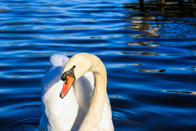 Close-up of swan swimming in lake