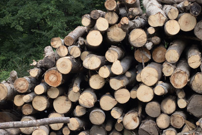 Stack of logs in forest