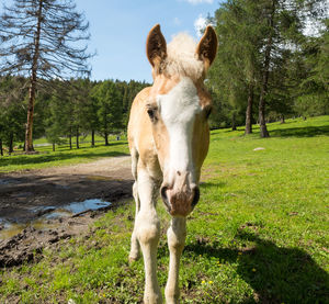 Horse standing in field