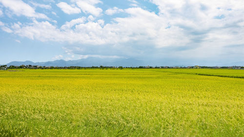 Scenic view of agricultural field against sky