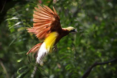 The beauty of the bird of paradise