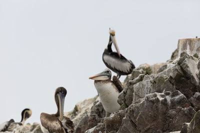 Pelicans on rocks against clear sky