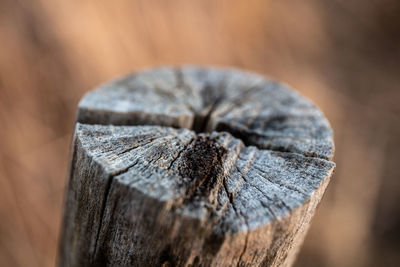 Close-up of tree stump