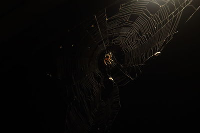 Close-up of spider web against black background
