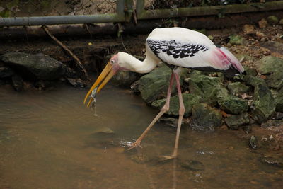 Bird perching on water